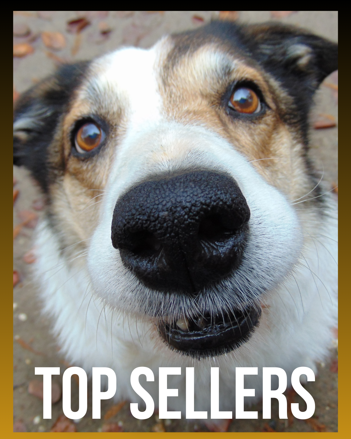 Dog Top Sellers