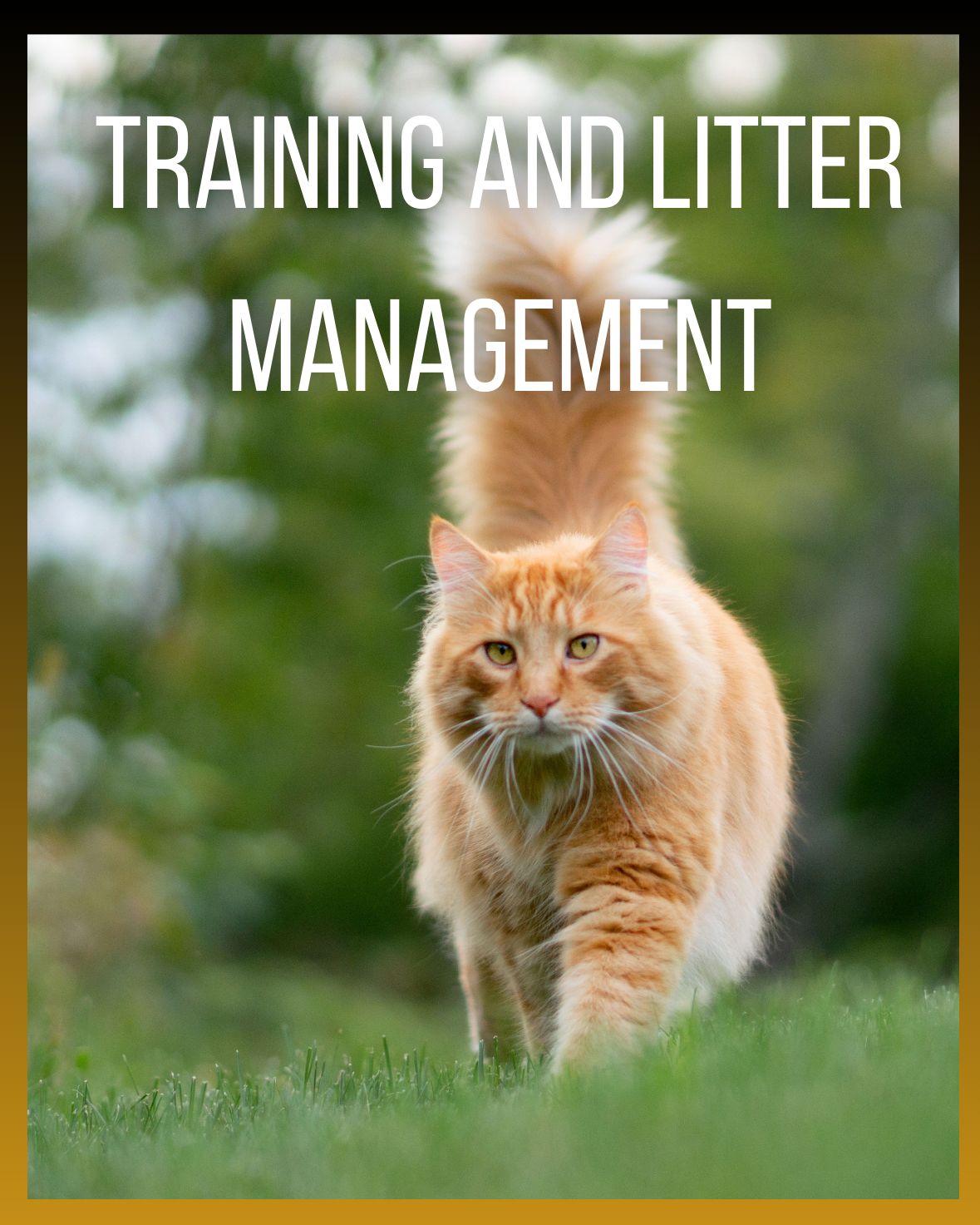 Cat Training and Litter Management