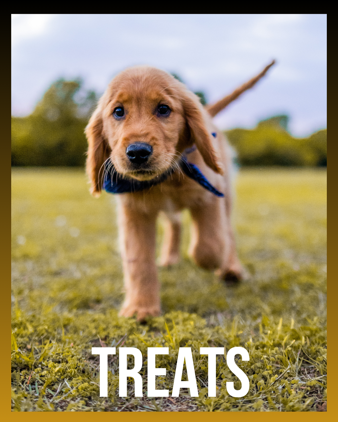 Dog Treats