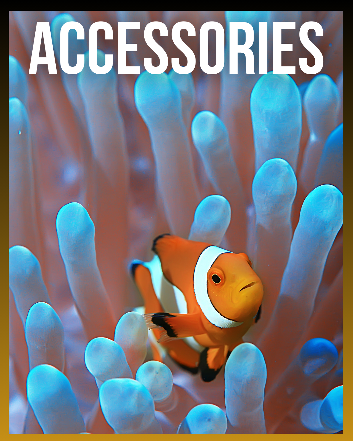 Fish Aquarium and Aquarium Accessories