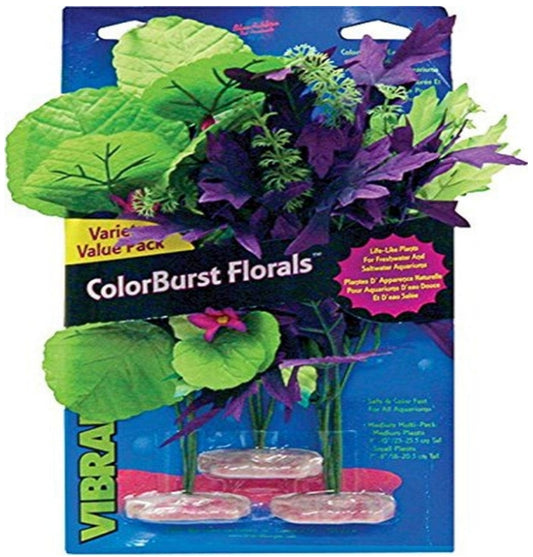 3 count Blue Ribbon Vibran-Sea Color Burst Florals Amazon Flowering Cluster Pack