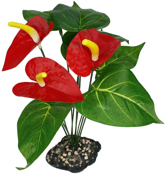 1 count Komodo Anthurium Bush Plant with Gravel Base