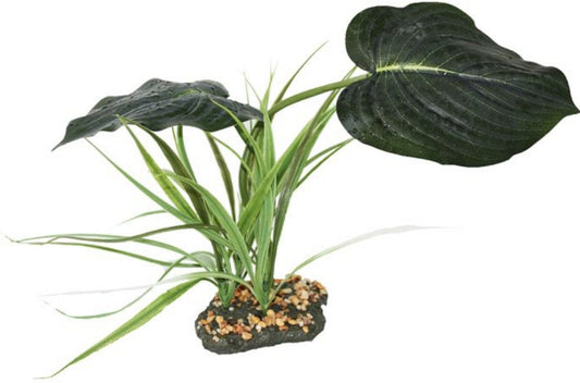 1 count Komodo Jumbo Guiana Terrarium Plant