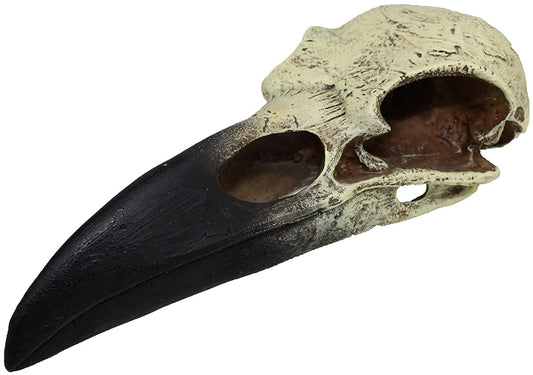 Large - 1 count Komodo Raven Skull Terrarium Decoration