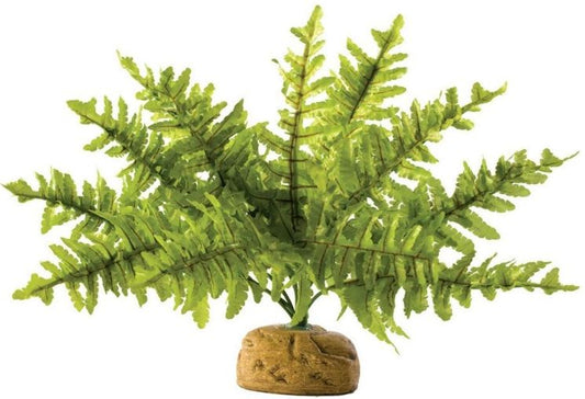 Small - 1 count Exo Terra Boston Fern Terrarium Plant