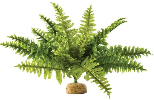 Medium - 1 count Exo Terra Boston Fern Terrarium Plant